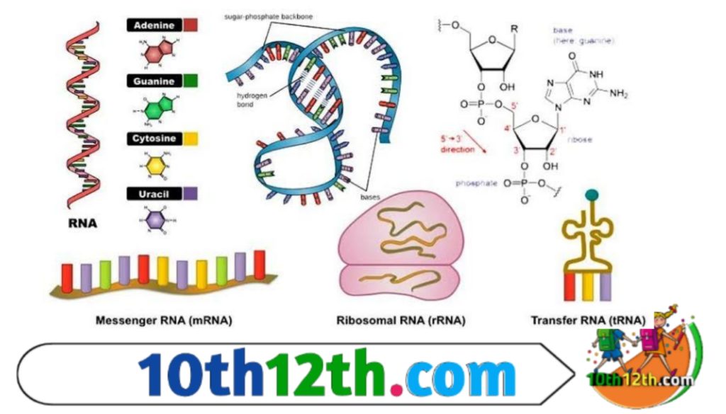 इनका निर्माण केन्द्रक में उपस्थित DNA पर ट्रांसक्रिप्शन की क्रिया द्वारा होता है। ये कोशिका की कुल RNA का 3 – 5% होते हैं